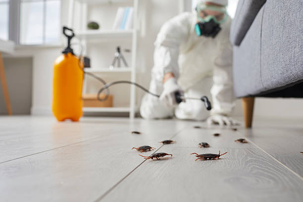 Commercial Kitchen Cockroach Control in Wayzata